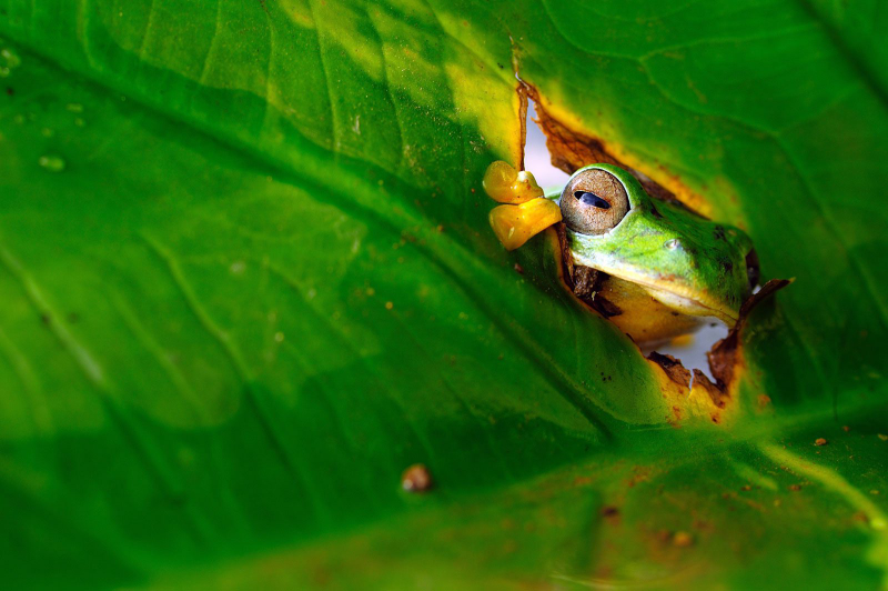 Illustration for article titled Alégrate el día con las fotos finalistas de los Comedy Wildlife Photography Awards